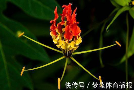 全球最贵的6种花,一株价值几百万,真好看!