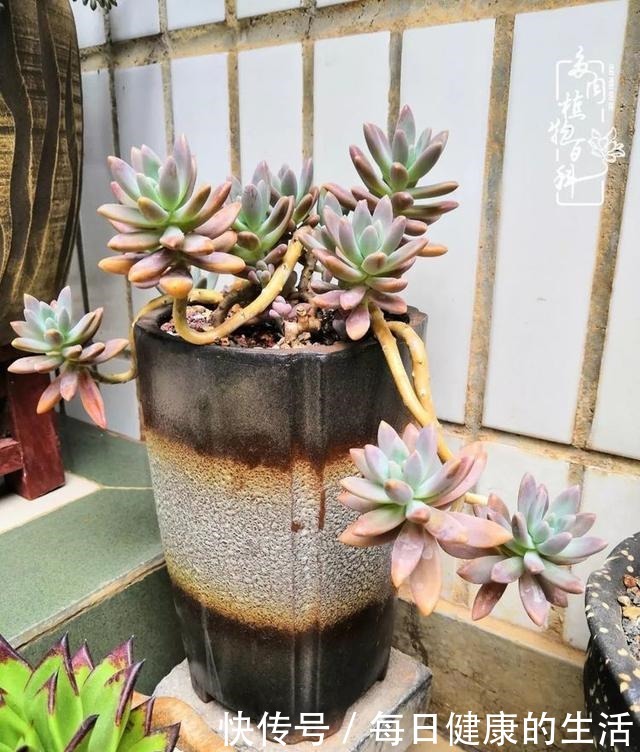 如何让多肉变美看看我是如何宠它们的!如何让多肉变美看看我是如何宠它们的!