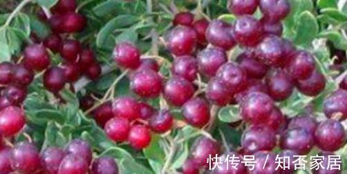 丑柑|女性爱美多吃的食物,排毒瘦身,调理气血,补肾养肝,谁吃谁好