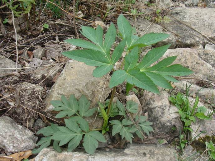 毒芹素|农村生长的这种多年生草本植物，全株有毒，却有治疗骨髓炎的功效