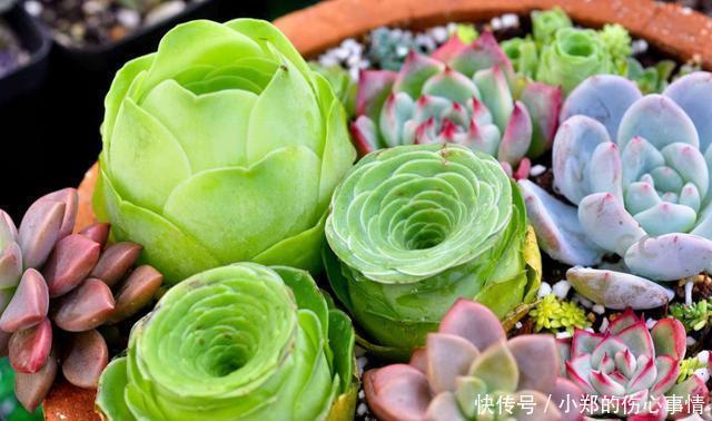 养花尽量不要养多肉!要不然你的生活就会变成这样