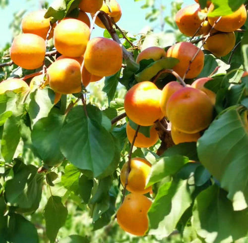 夏天,碰到此碱性水果别手软,一次性囤20斤,放冰箱冷藏,特省事