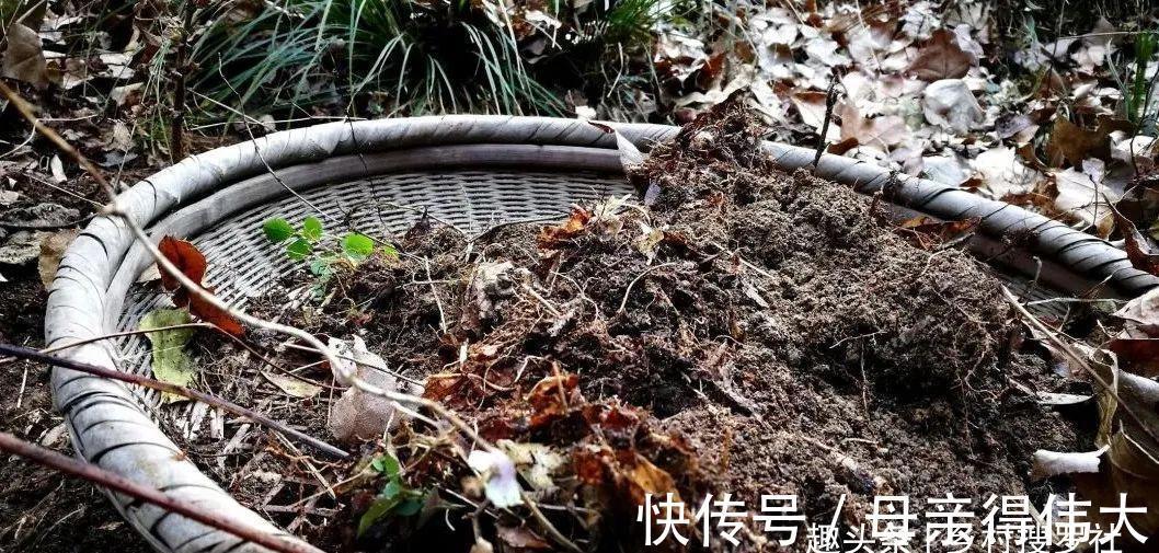 兰菌|松针土的秘密,不在松针,也不在土,很多人种植兰花都用错了