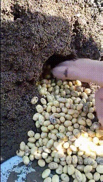 |搞笑GIF:来女朋友家吃饭,为啥不给多下点面条啊