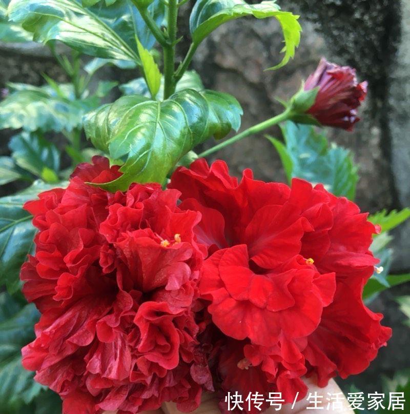 花卉|4种喜光花卉，越是多晒太阳，越是花繁叶茂，鲜艳貌美