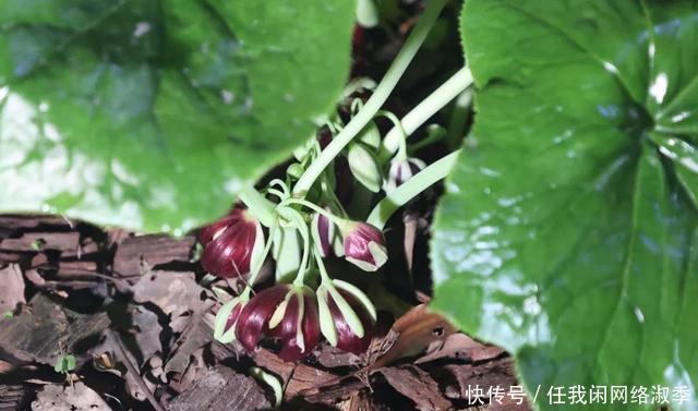 地球一小时︱探秘自然之夜，为地球发声