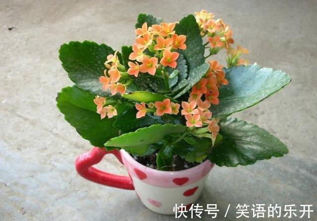 养长寿花，掌握住这5点要求，植株花开满枝，不再限于冬日