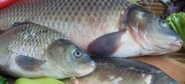 常吃|常吃鱼肉好处多,但有3种鱼要尽量少吃,看看你中了几招?