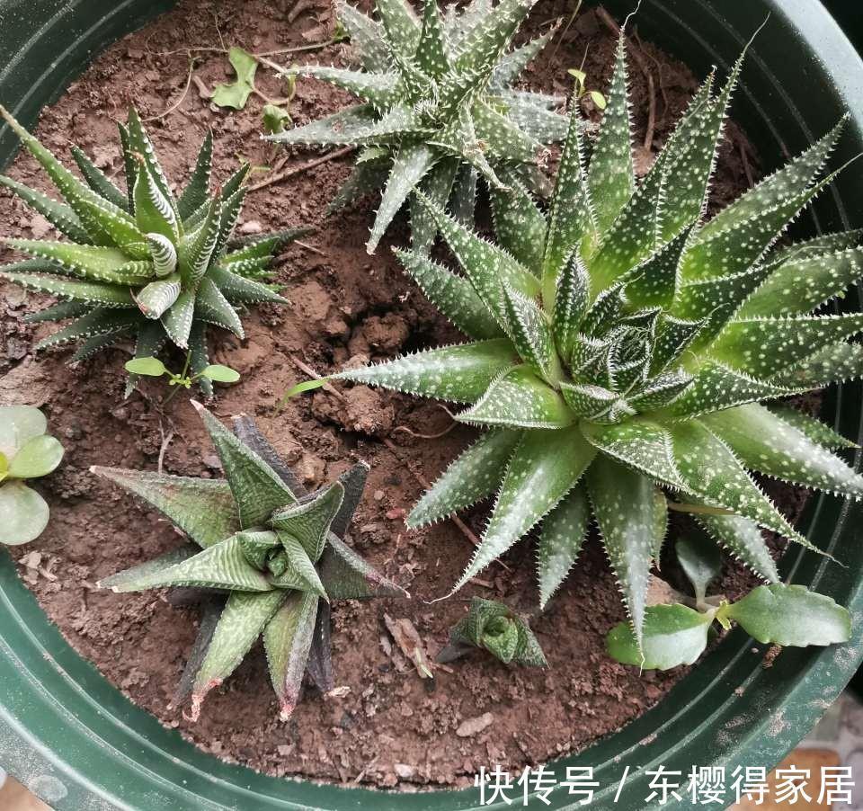 小苗|养了一棵花，爆了“一窝崽”，漂亮又好养，就是不值钱