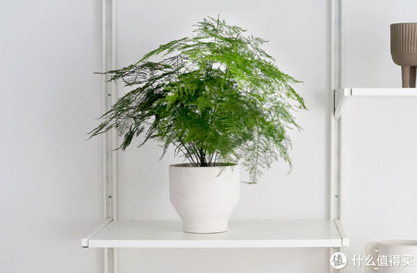 过年必备盆栽 | 20款好看易养的懒人绿植,拼多多店铺低至3元起!附养护心得