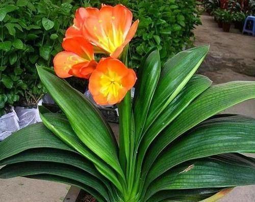 黄叶|新养的君子兰,教你一招,不黄叶,不烂根,花箭呼呼冒