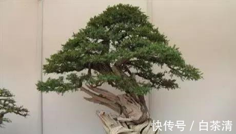 什么算的上是好盆景学会看芯，芯是盆景的重点