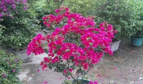 花器|我把三角梅催花的方法都写在这里了,求你们别再问为什么不开花了