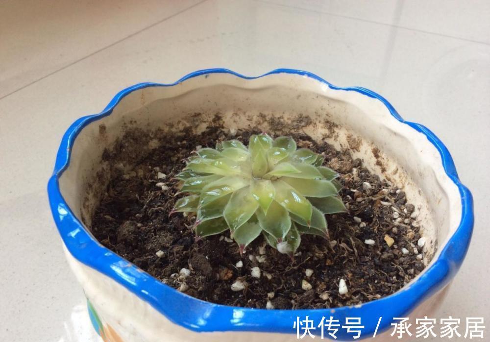 养多肉,秋季生长旺盛期,该怎么补水增肥?用这4样