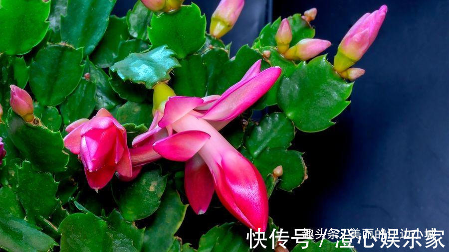 养花|蟹爪兰怎么养才好,教你2个小技巧,花苞冒不停,一连开花几个月