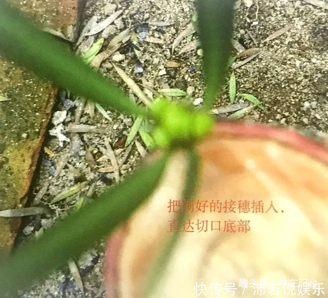 罗汉松芽|罗汉松芽接案例分享，台长教你玩出别出心裁的岭南盆景！