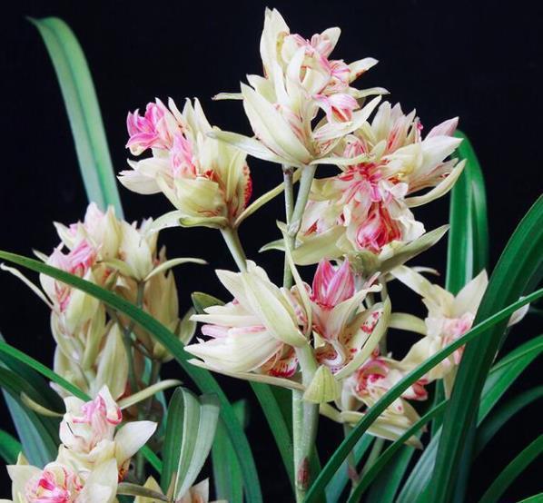 花姿|喜欢建兰选择,多季节有花赏,花姿高雅惹人爱,适合新手