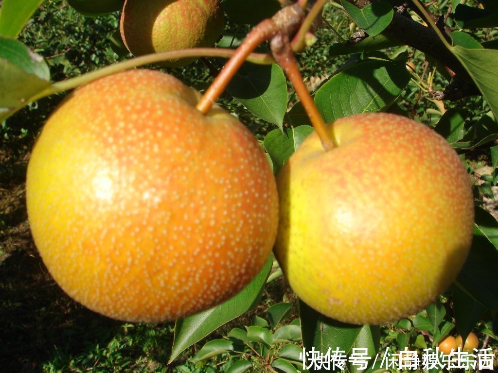 香味|人称“梨中之王”，果肉自带果香味，一斤卖5元，可以种植吗
