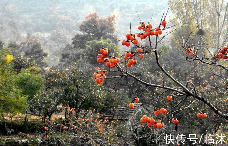 静怡|再游柿子沟