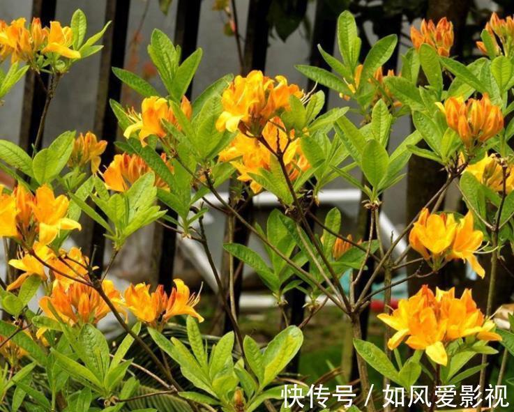 仙客来|十二生肖，各有各的“幸运花”，爱花人别养错了