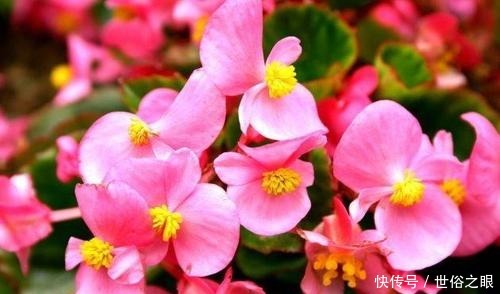 这3种花,阳台养一盆,四季都开花,颜值不输牡丹,值得拥有!