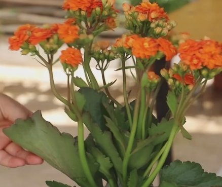 有限|长寿花生长条件有限,学会这2招,照样养得花团锦簇