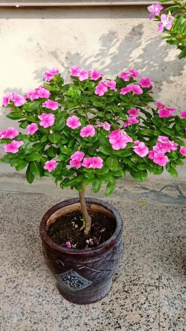 6种便宜花,用心养一年,麻雀变凤凰,越养越精贵