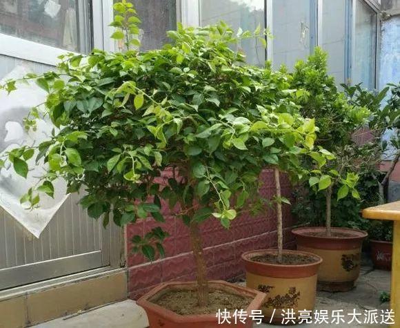 三角梅|养盆三角梅,简单一打理,花朵比叶子还密,一学就会!