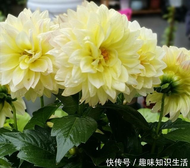 养菊花不如养此花,花开三季,秋后翻出一堆小地瓜!