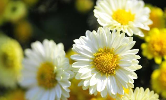 肝脏|熬夜伤肝，白开水加一点它，不仅能保护肝脏，还能减肥排毒!