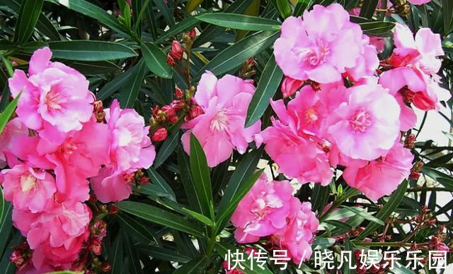 卧室|卧室养花不了解这些,随意盆栽可能会引发失眠、没精神、一身病