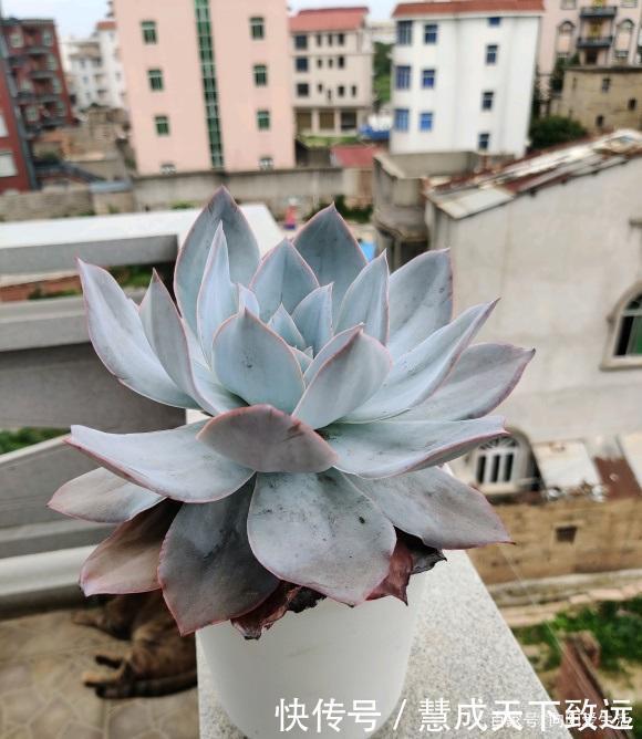 露天|高温季节,多肉选择露养最安全,浇水多注意,夏季不能浇太对