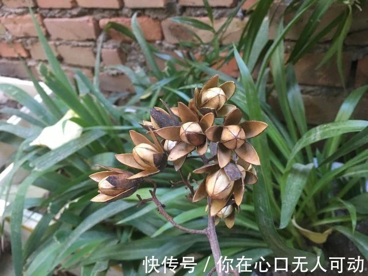 香椿树|香椿树上结的果实叫啥名有人花钱去农村收集，有什么用吗