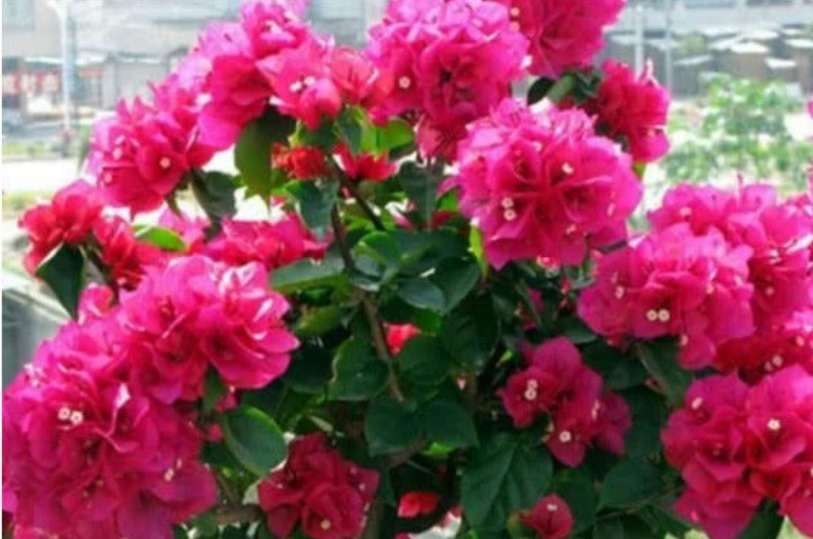 想要三角梅开花不断,掌握3个技巧,蹭蹭冒花芽,开完一茬又一茬