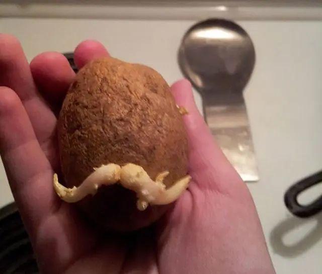 生物|土豆发芽有多恐怖!26张照片告诉你,它才是这个星球最神奇生物