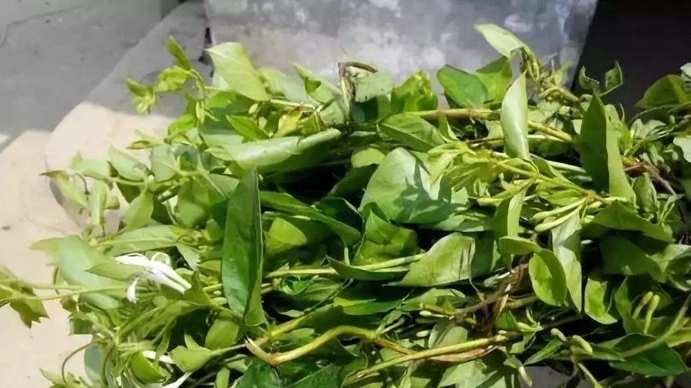 养花|自制养花杀菌水,7天浇一勺,花不生虫不烂根