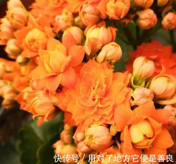 长寿花“嫁给”不死鸟,不怕黄叶,不怕烂根,变成“不死长寿花”