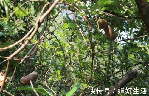 孟诜|人称“肾果”,是农村娃美味零食,如今野生不多,30元一斤