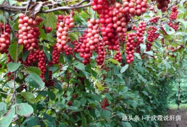 五味子五味子|养肝就是续命,肝癌最怕3类食物,每晚来1杯,好处不请自来