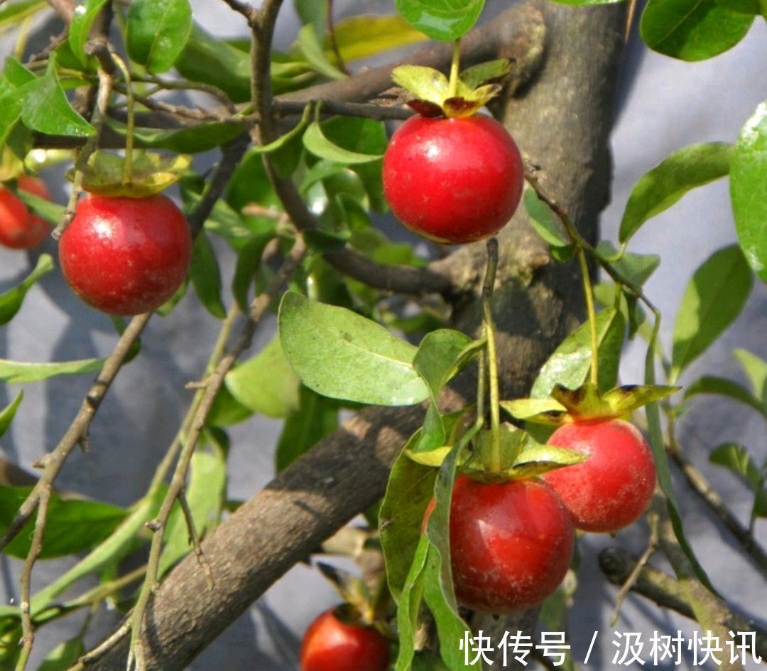 施肥烧苗掉光叶的金弹子盆景怎么办素沙深埋生根不难