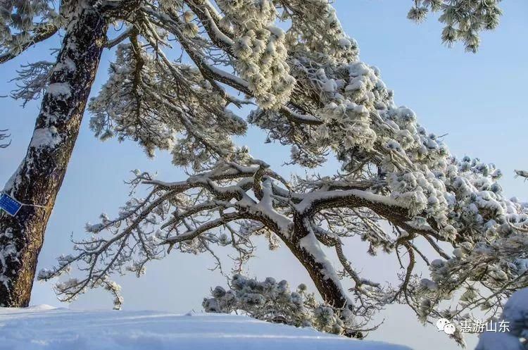 泰山银装素裹后石坞，雪松玉树赛仙境！