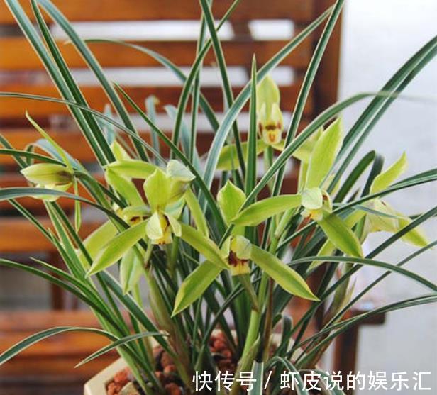 给兰花喷雾化水,掌握3个要点,叶片油绿,不用担心烂叶掉花苞