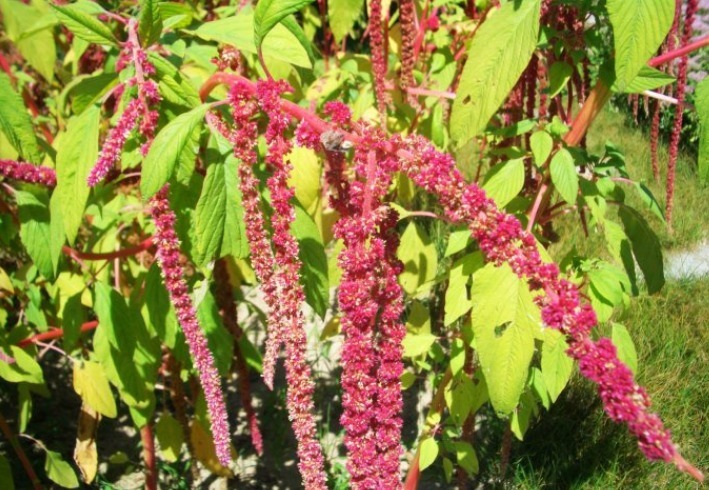 农村|农村无人问津的野草，能清热解毒，止痛止痒，降血压，你认识吗