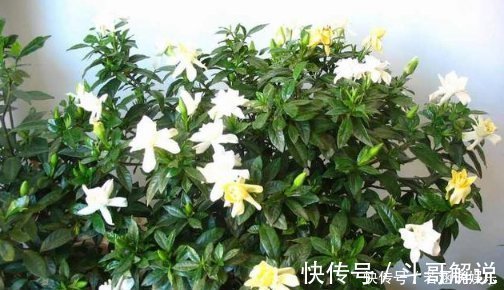 植物|比“雨水”浇花还好，这种水家家有，浇花不用施肥，百利无一害