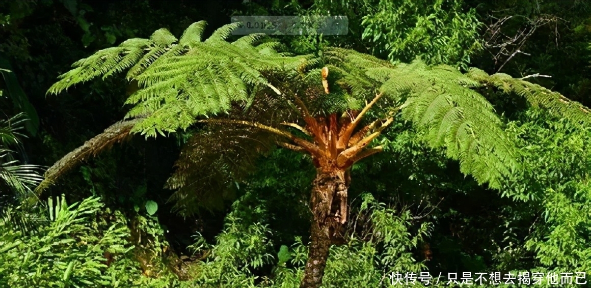 南充有人非法出售国家重点保护植物桫椤、金毛狗蕨,拘!