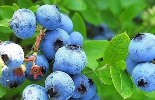 心血管疾病|三伏天想长寿得会吃,多吃3种食物,刮油瘦身,养护血管好处多多