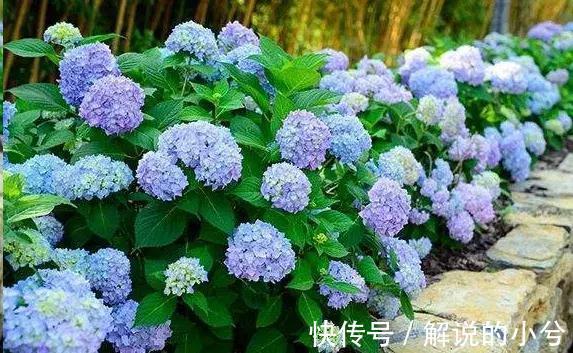 误区,这8种花冬季千万不要保暖,否则春天反而不开花