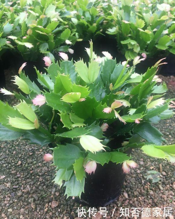 蟹爪兰“半死不活”蔫蔫的?3个技巧,叶片杠杠厚,冬天又开花