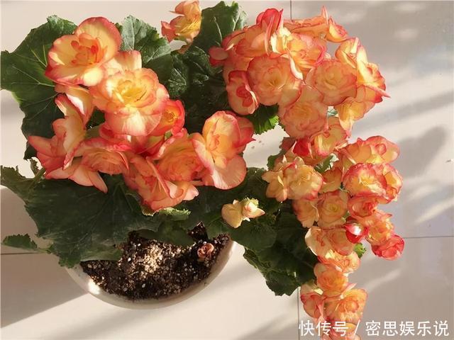 仙客来|被称为“夏必死”的8种花,我却喜欢买一些,因为能“省”不少钱