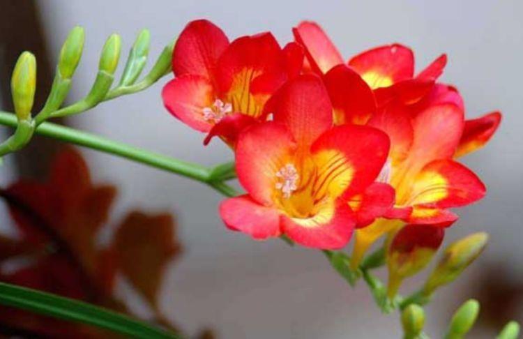 适合现在入手的花朵,耐干旱,超适合懒人养,夏天开花不断